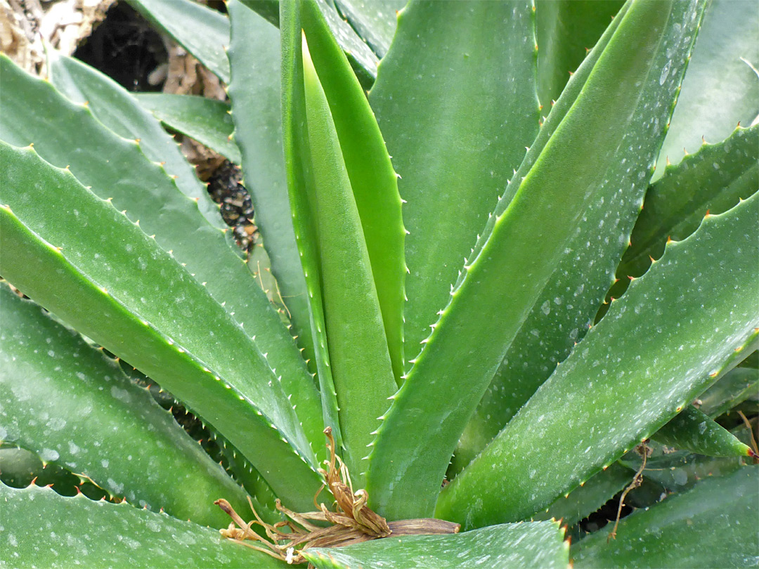 Green leaves