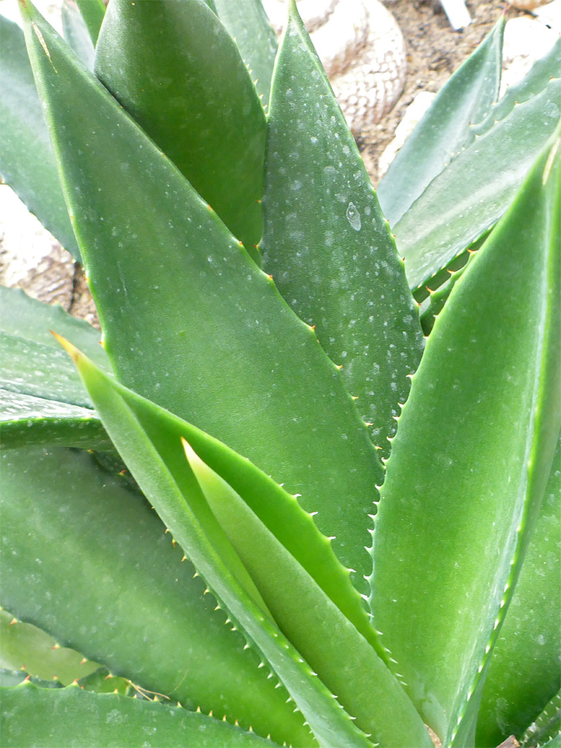 Leaf teeth