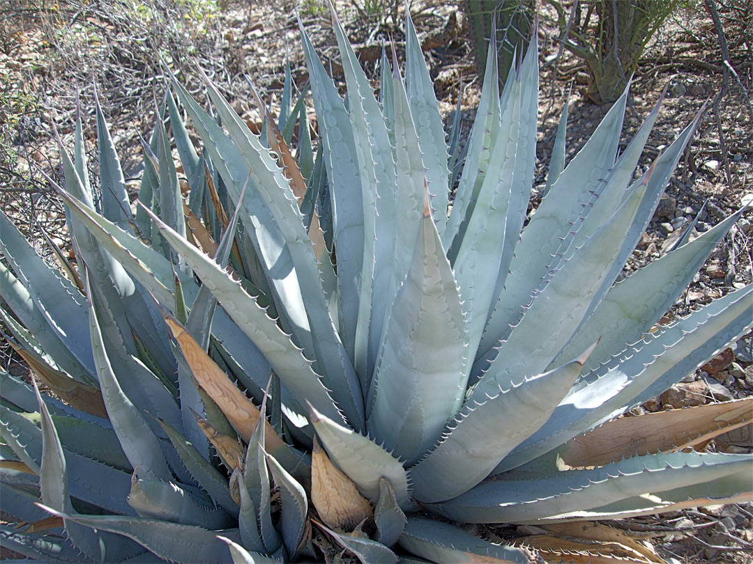 Cluster of agave deserti