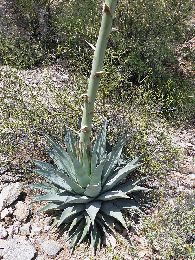 Flower stalk