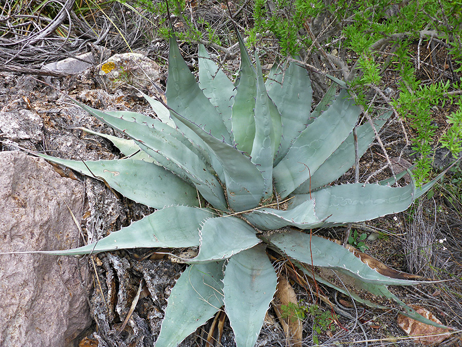 Compact rosette