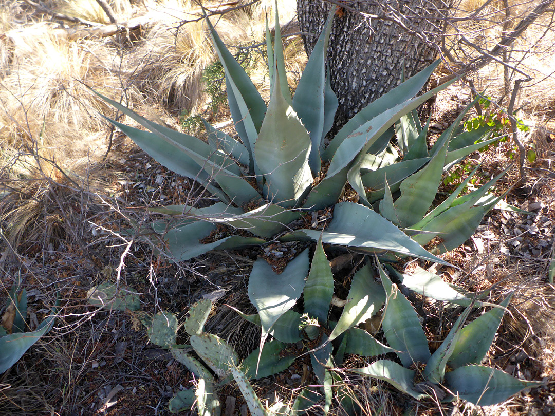 Large and small plants