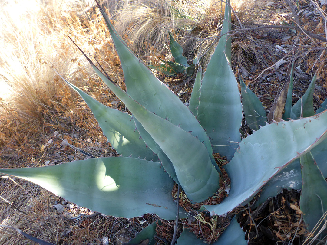 Bluish-gray leaves