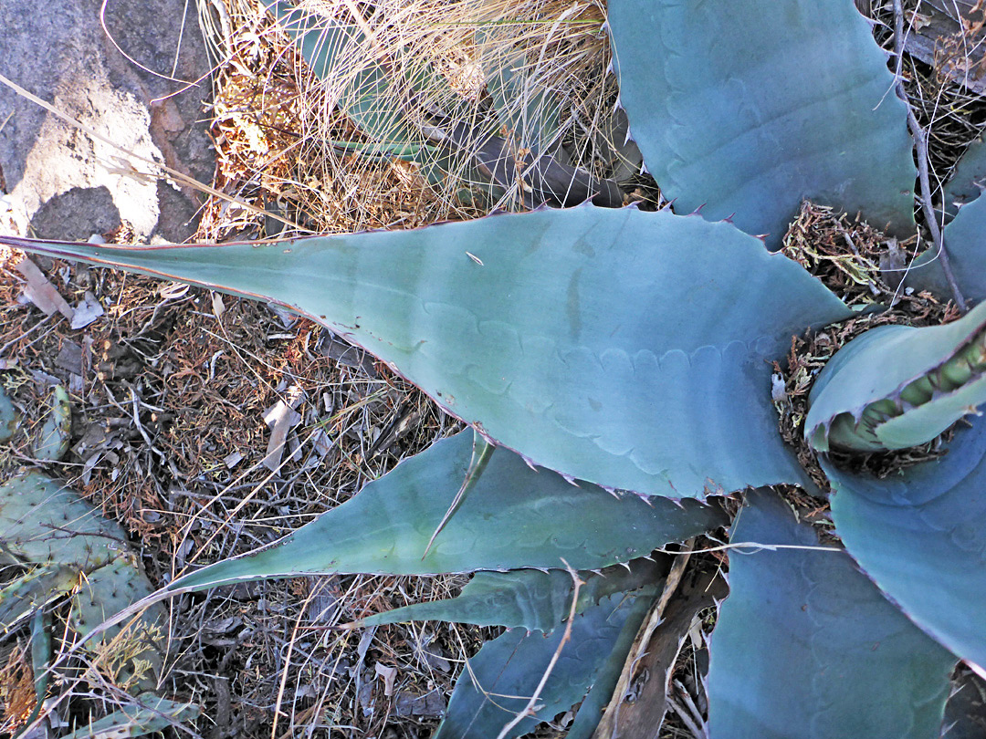 Strongly tapered leaf