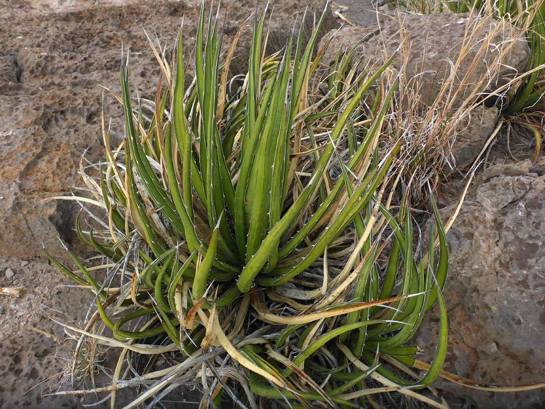 Clustered leaves