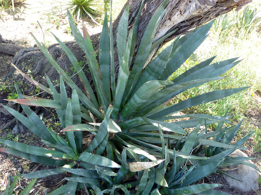 Large specimen with young offshoots