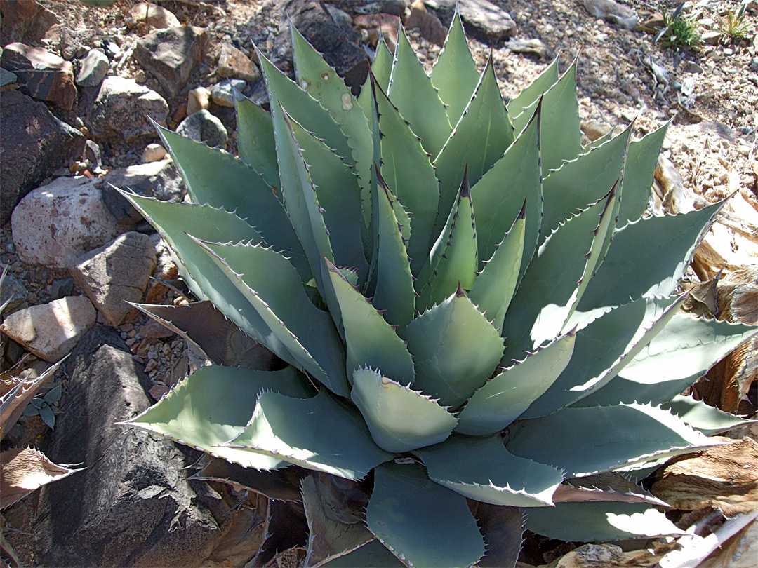 Red-tipped leaves