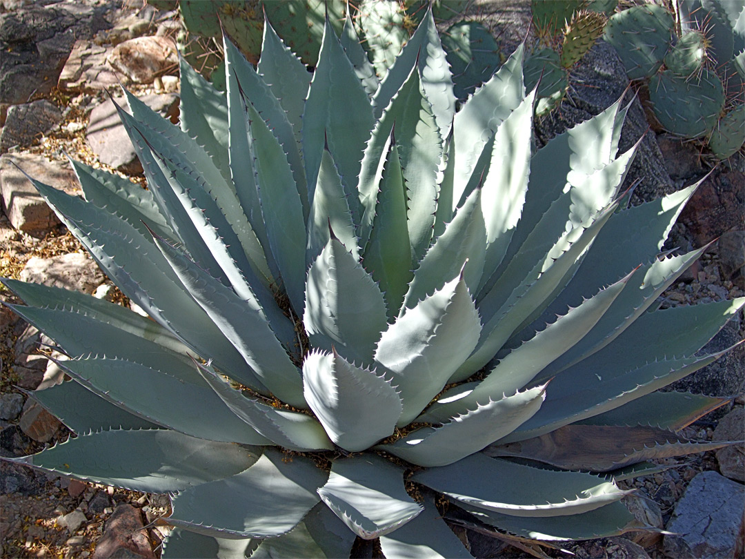 Agave parryi var huachucensis