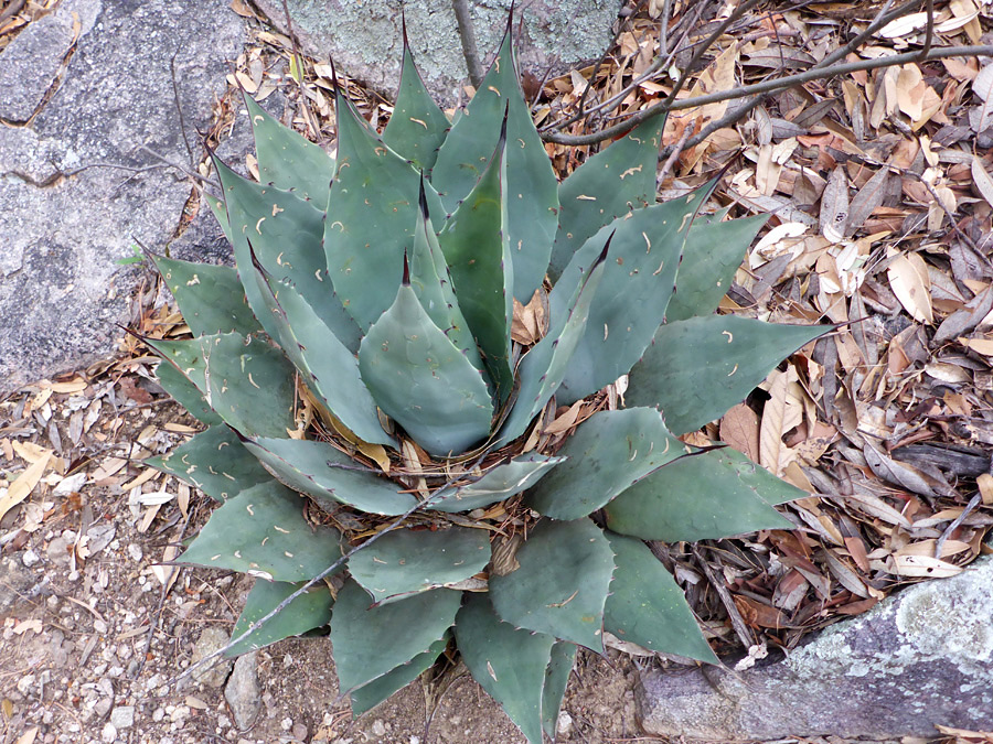 Broad leaves