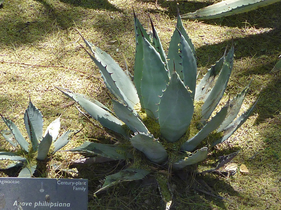 Two plants