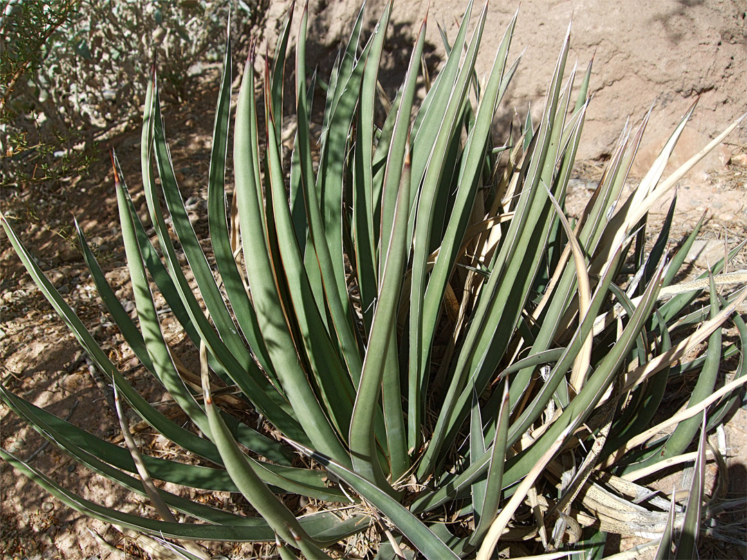 Agave schottii var treleasei