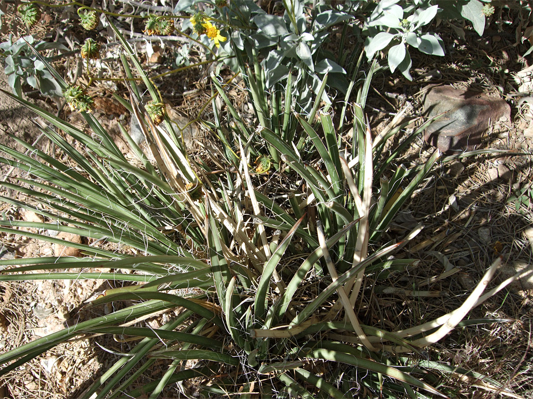 Agave schottii