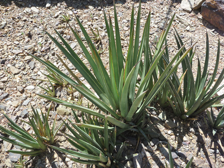 Group of plants