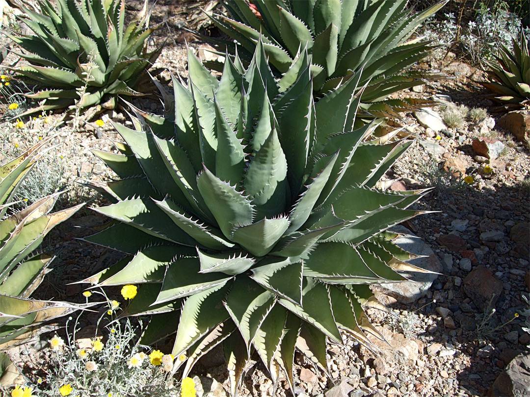 Cluster of agave shawii