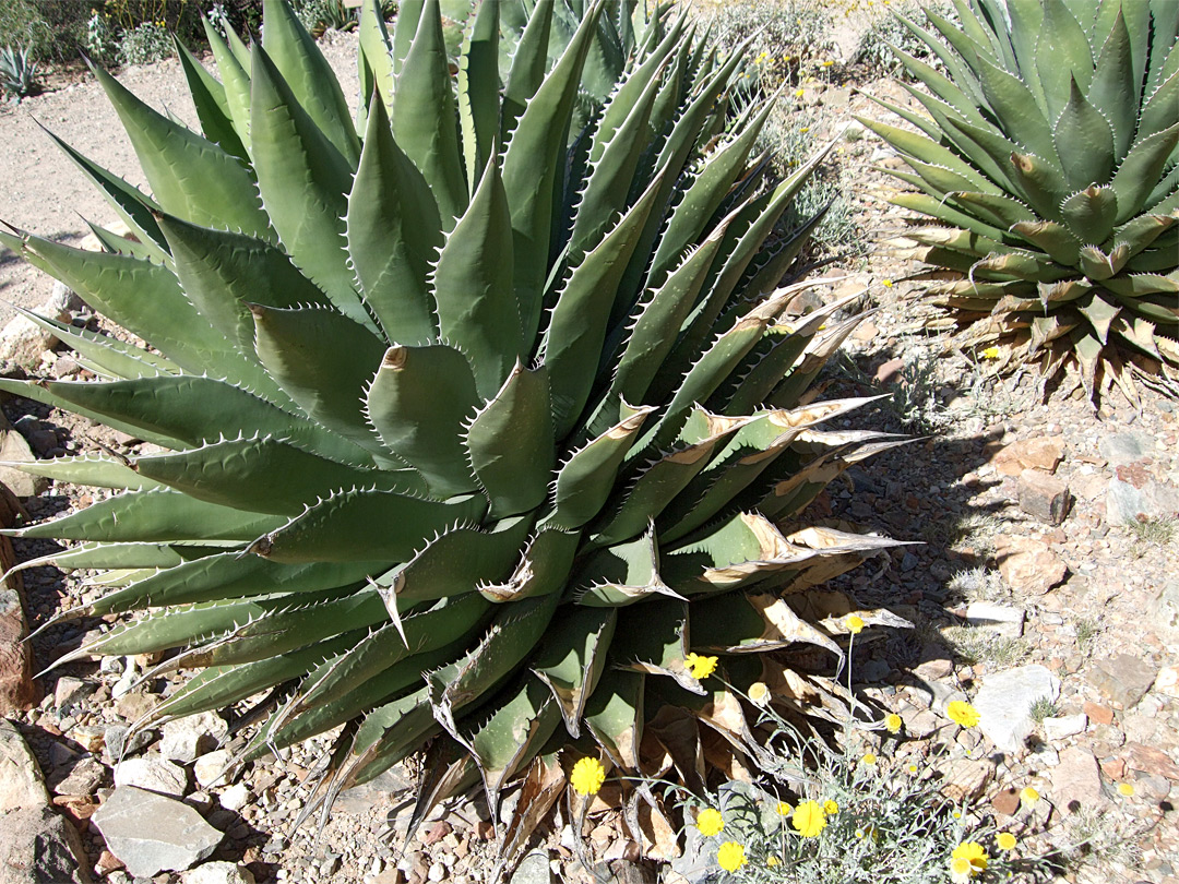 Globular rosette