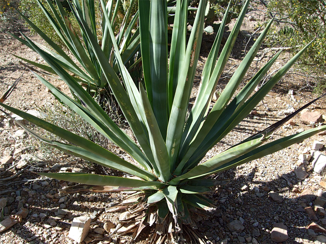 Agave sisalana,