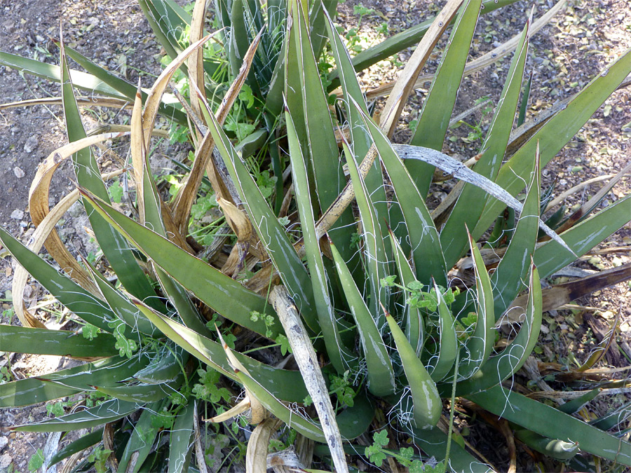 Wide leaves