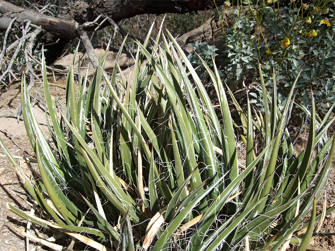 Agave toumeyana