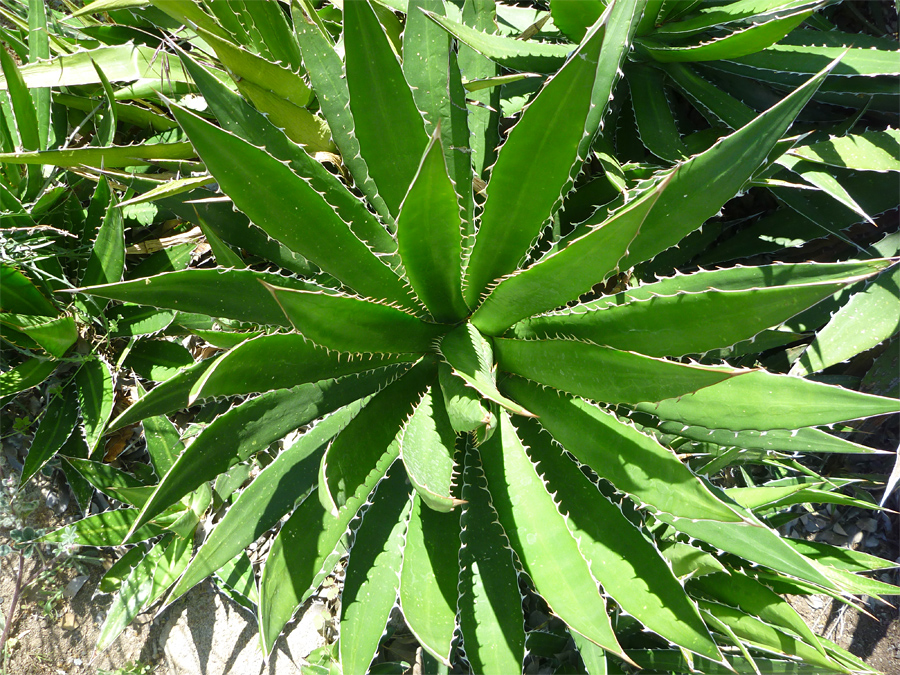 Bright green leaves