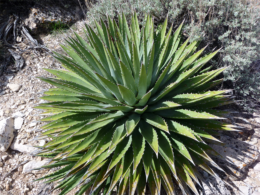 Large rosette