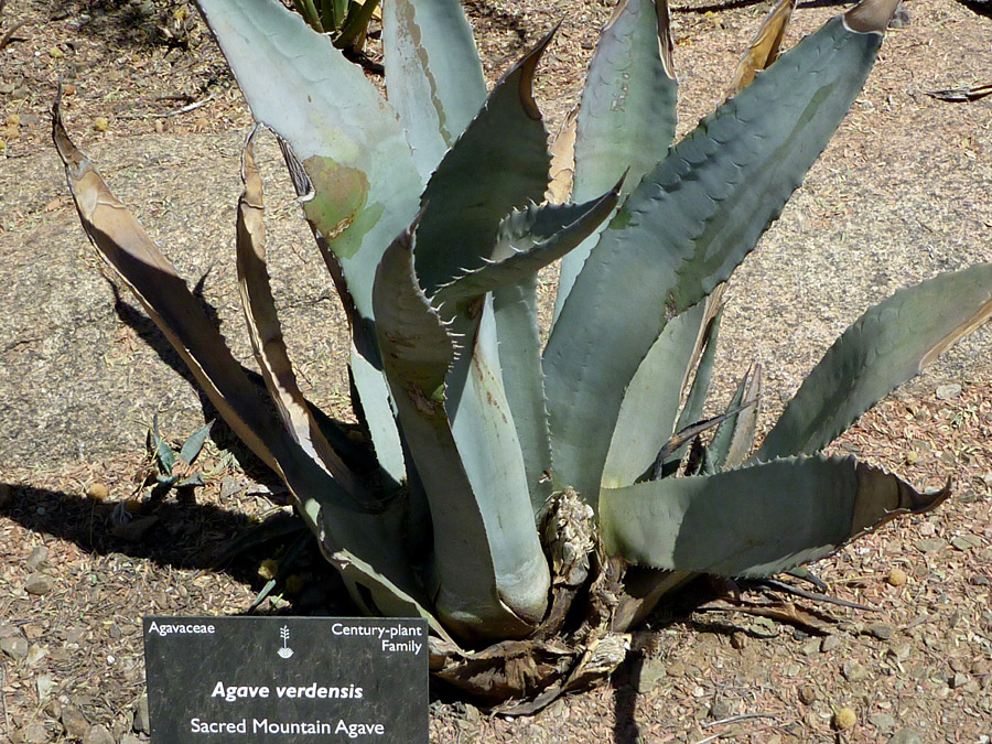 Twisted leaves