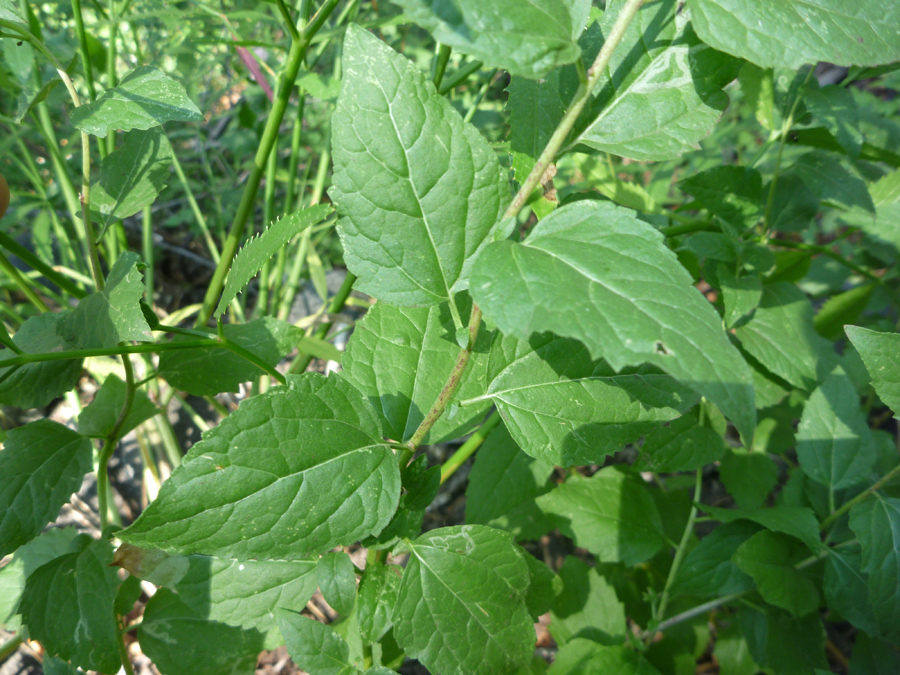 Green leaves