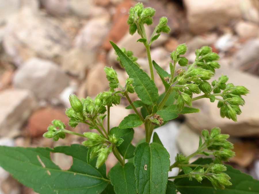 Greenish buds