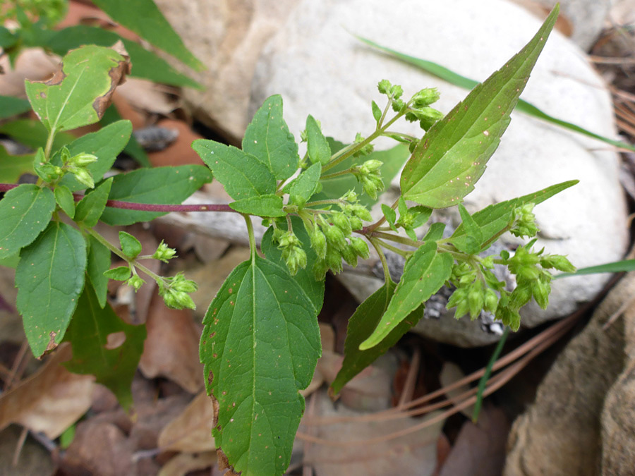 Leaves and buds