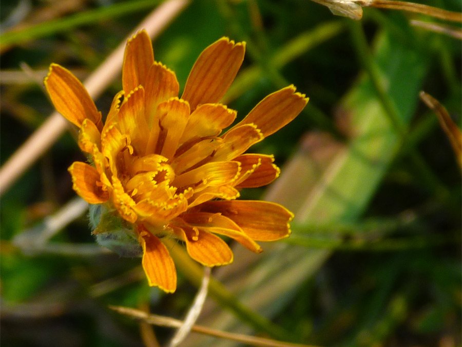 Opening flower