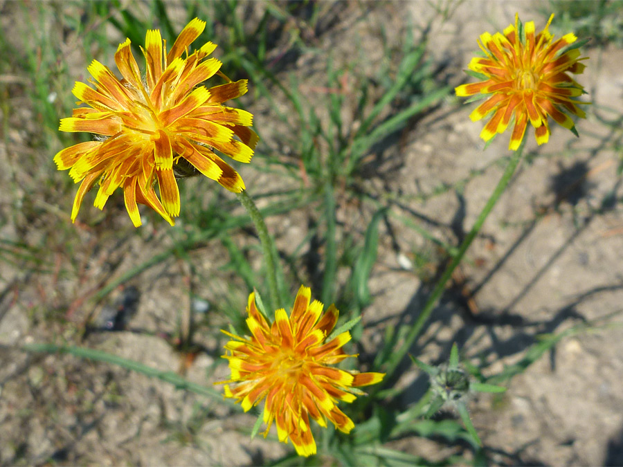 Three flowers