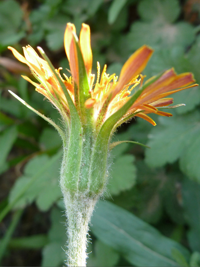 Hairy phyllaries