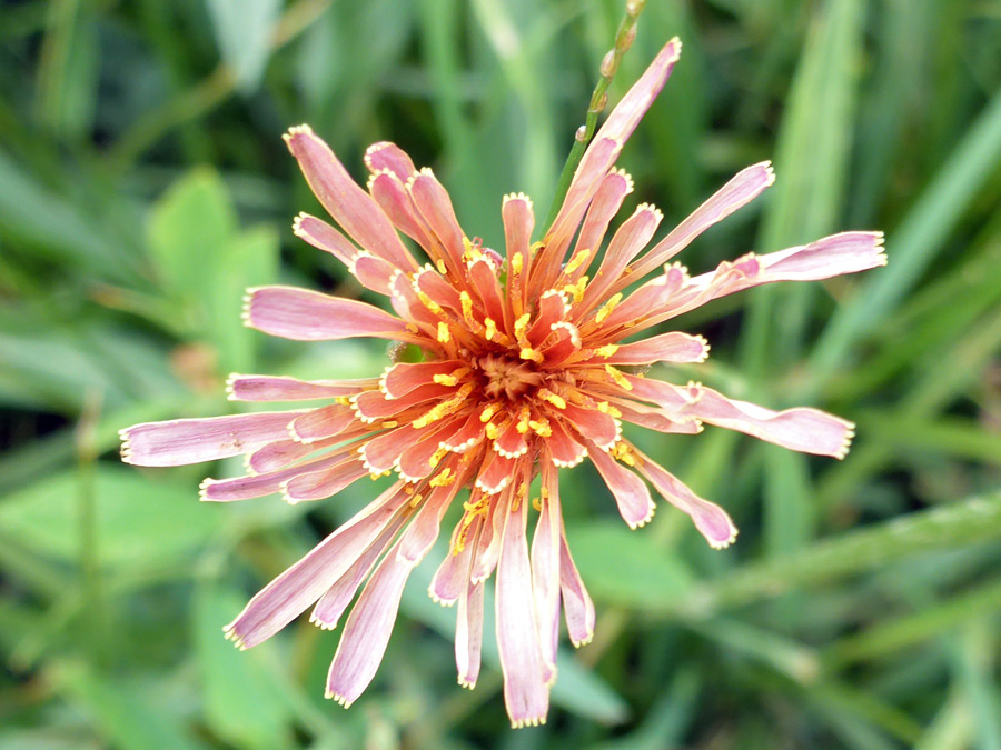 Pinkish flowerhead