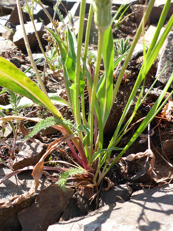 Base of a plant