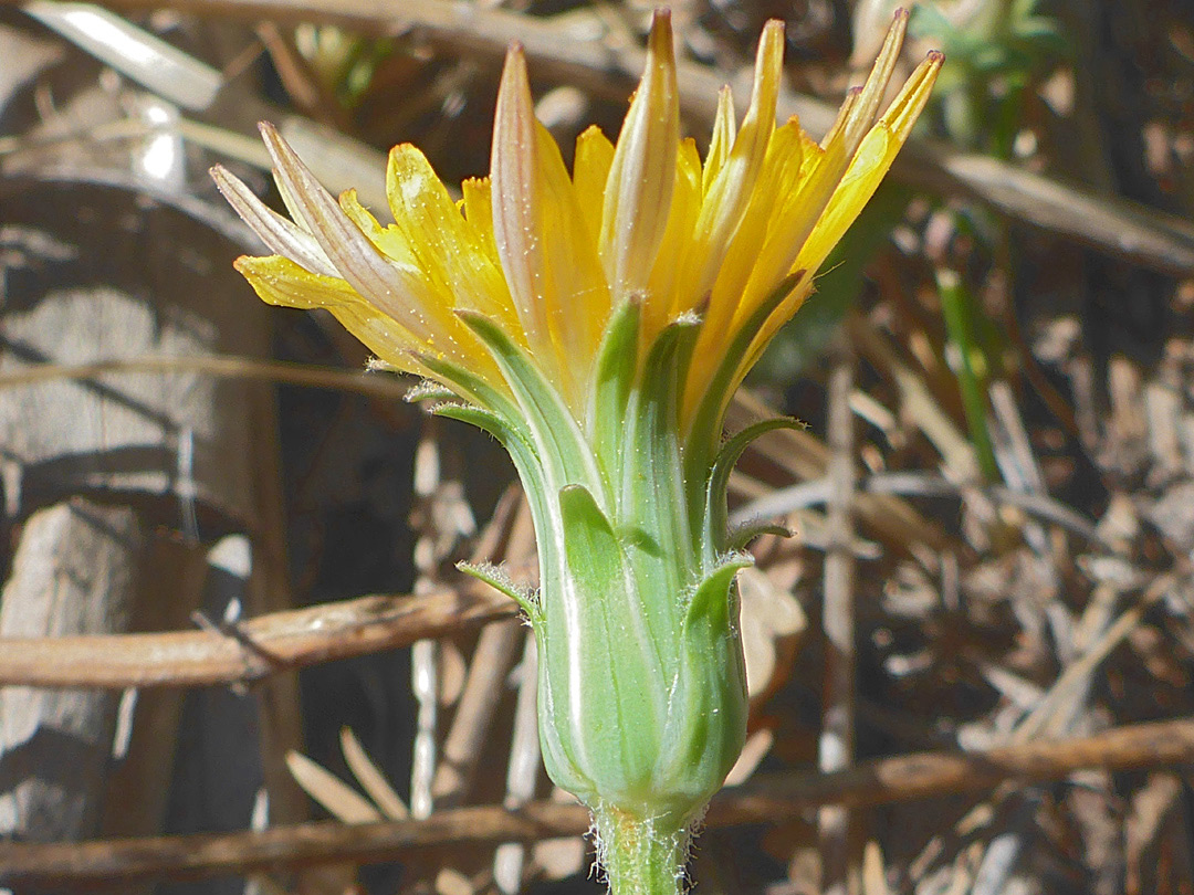 Curving phyllaries