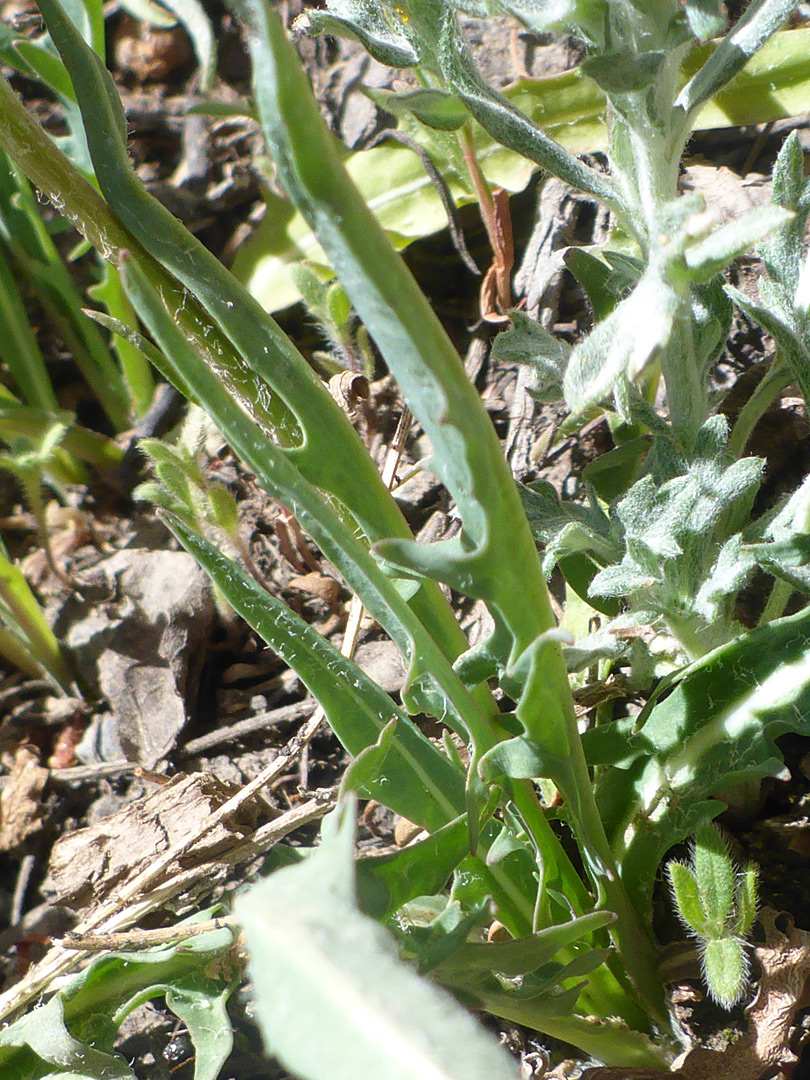 Hairy leaves