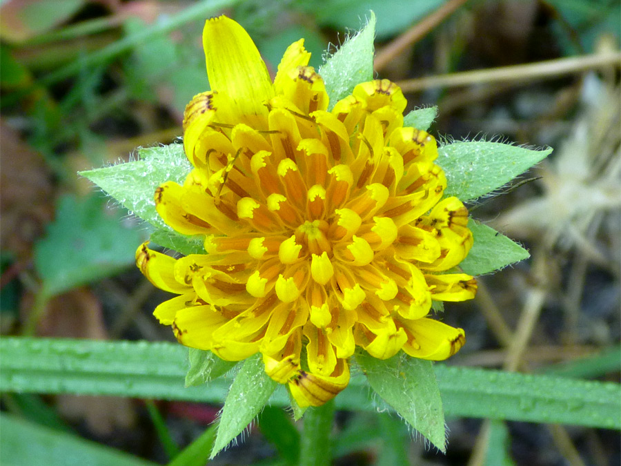 Green phyllaries