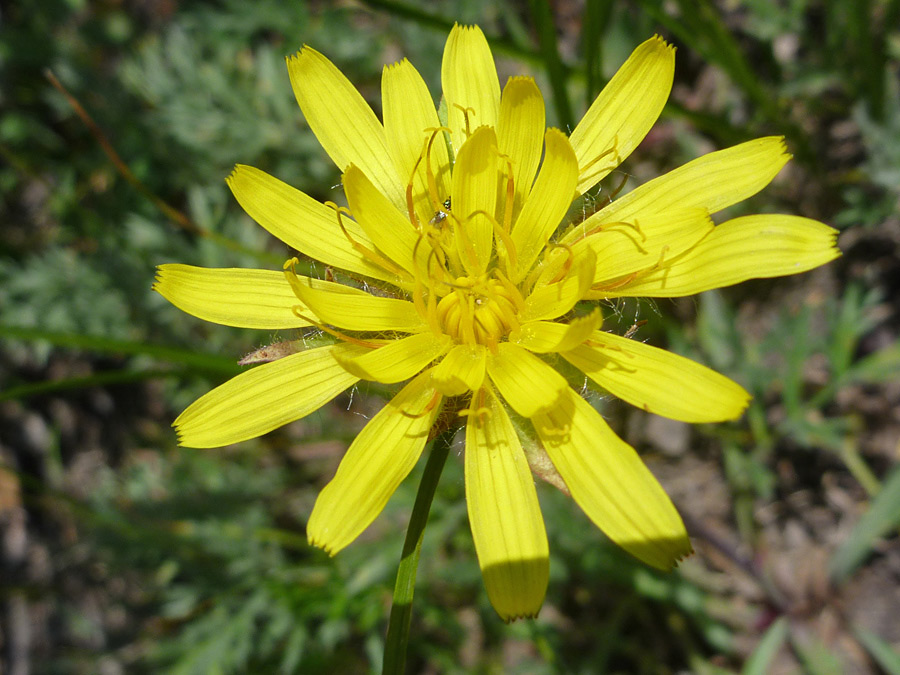 Petals and stamens