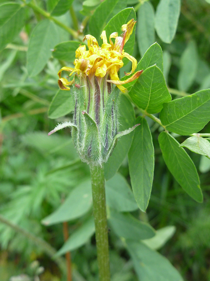 Withering flowerhead