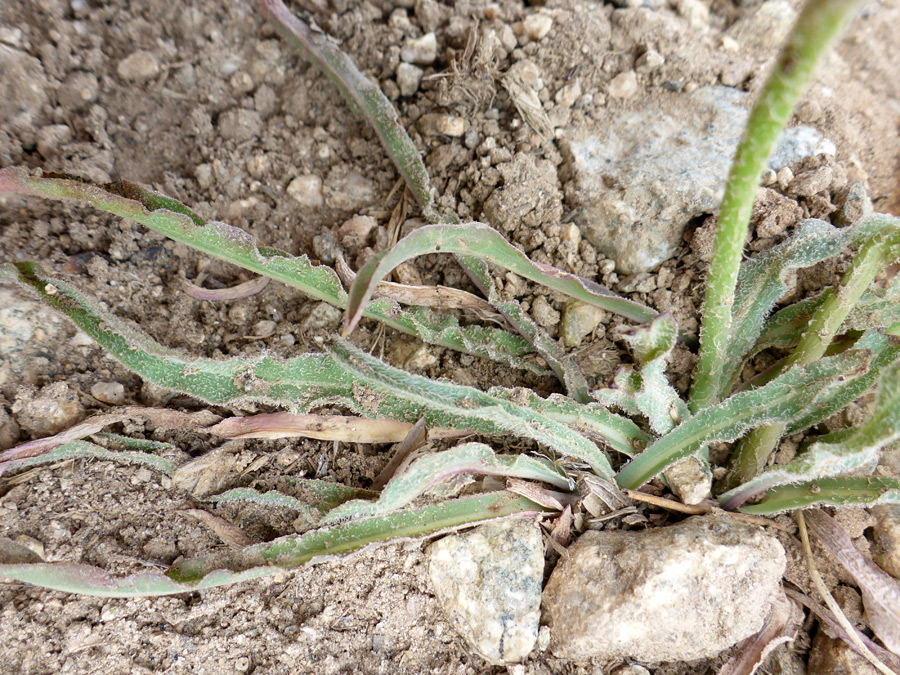 Villous leaves - var dasycephala