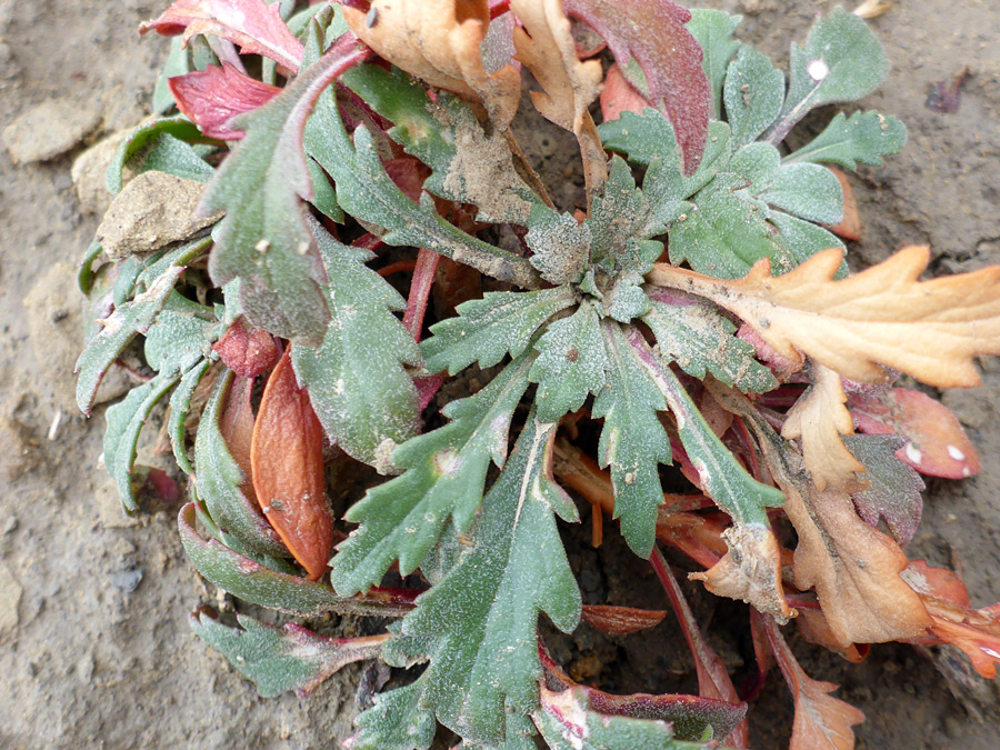 Basal leaves