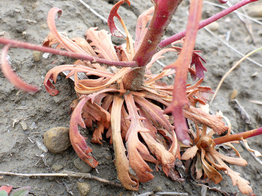 Withered leaves