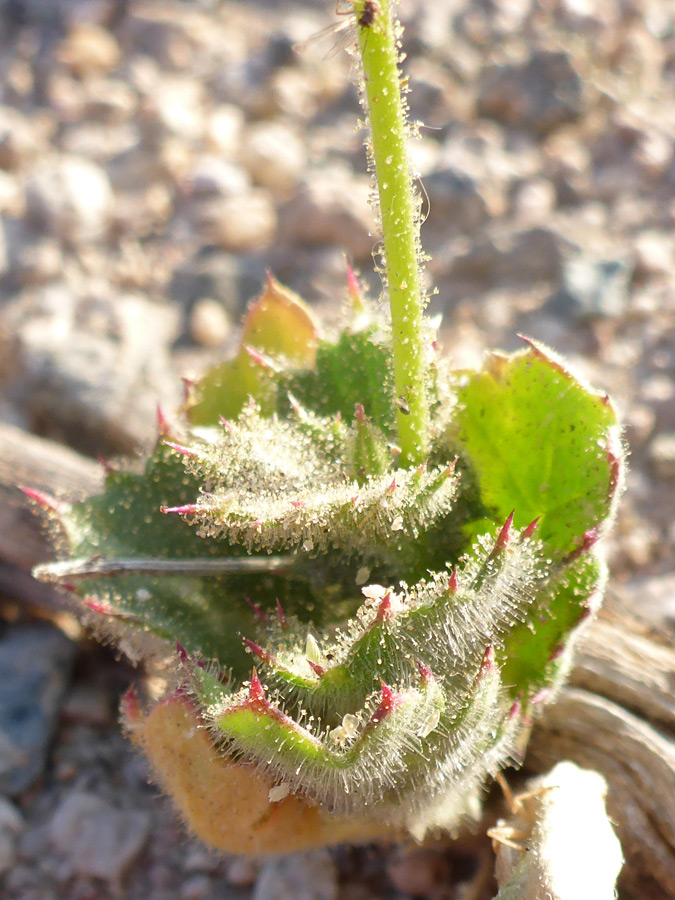 Spiny leaves