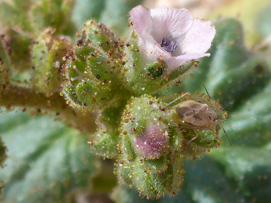 Glandular calyces