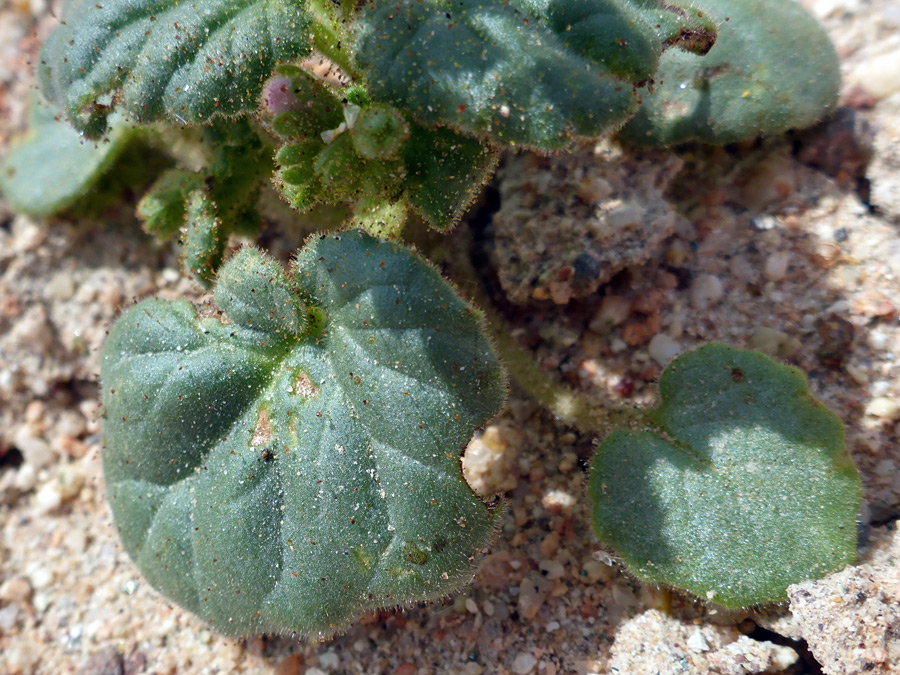 Round leaves