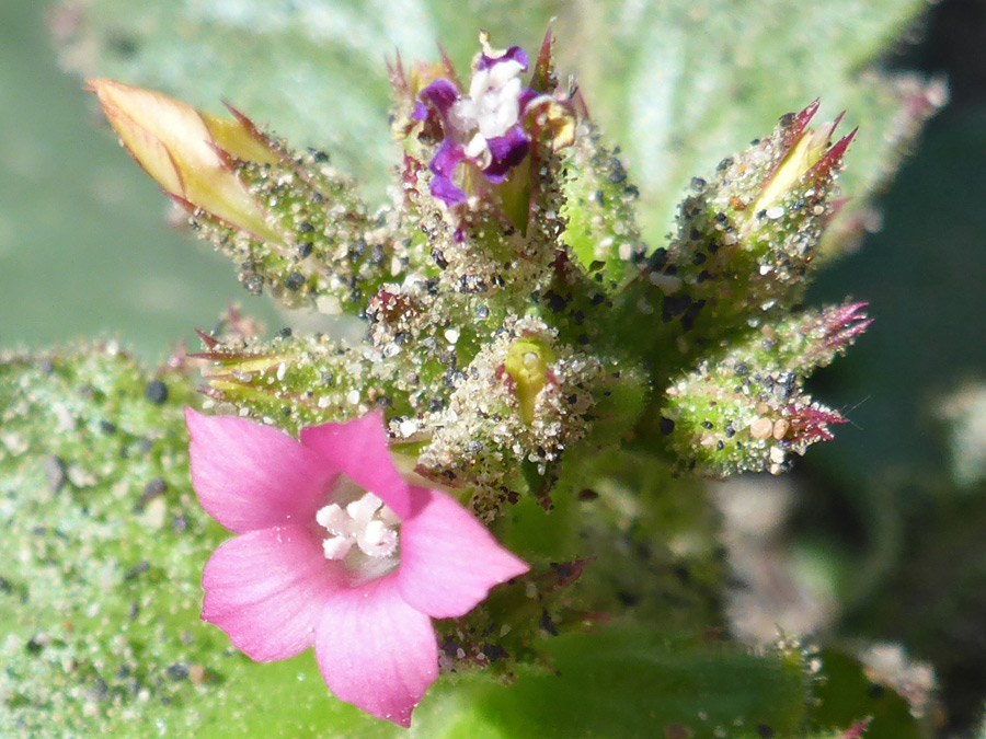 Flower and buds