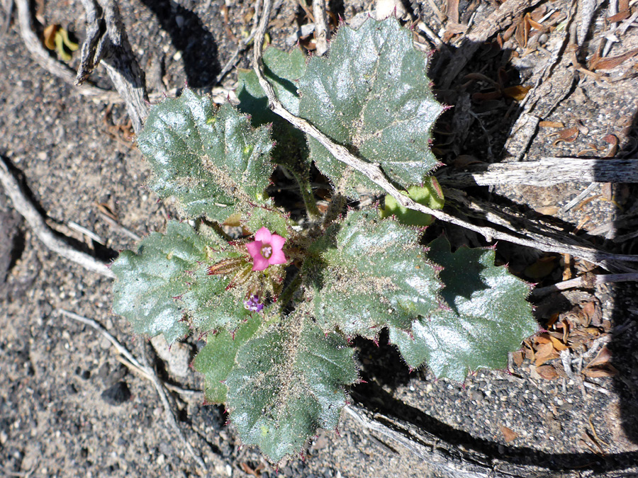 Basal leaves