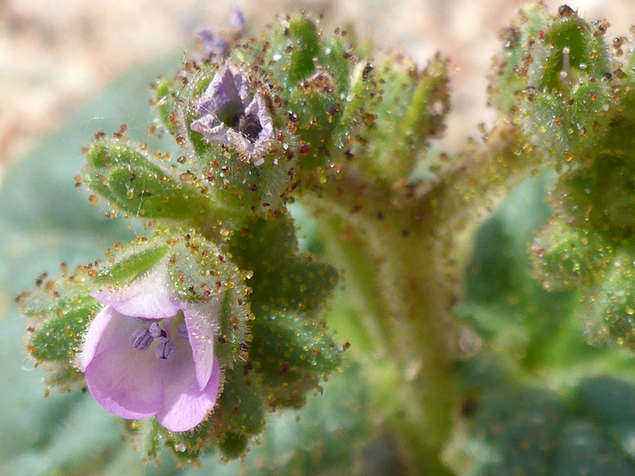 Hairy calyces