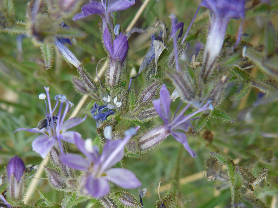 Blue-purple flowers