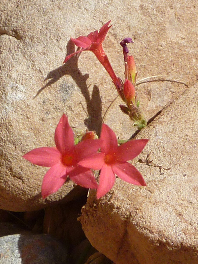 Flowers and a bud