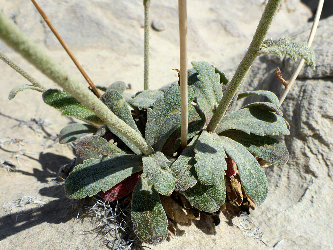 Basal leaf rosette